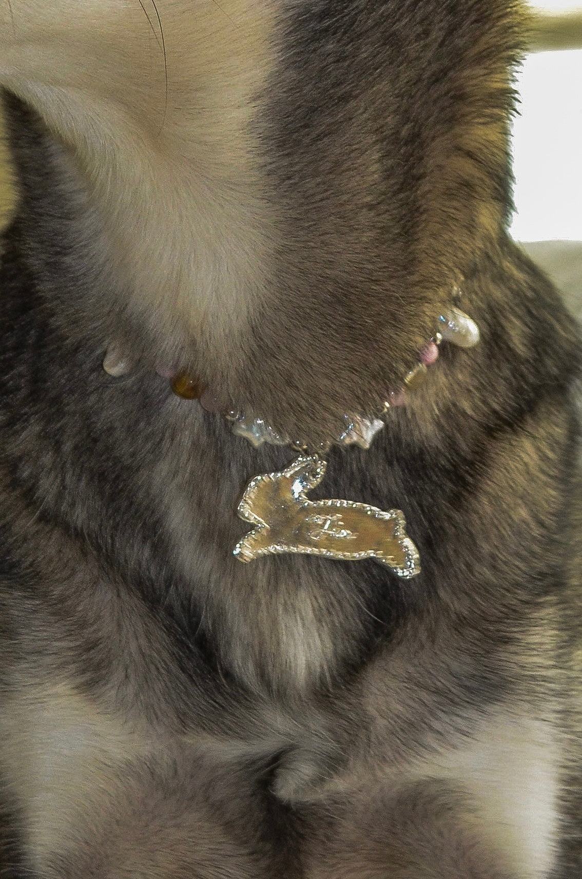 Close-up of a dog with necklace