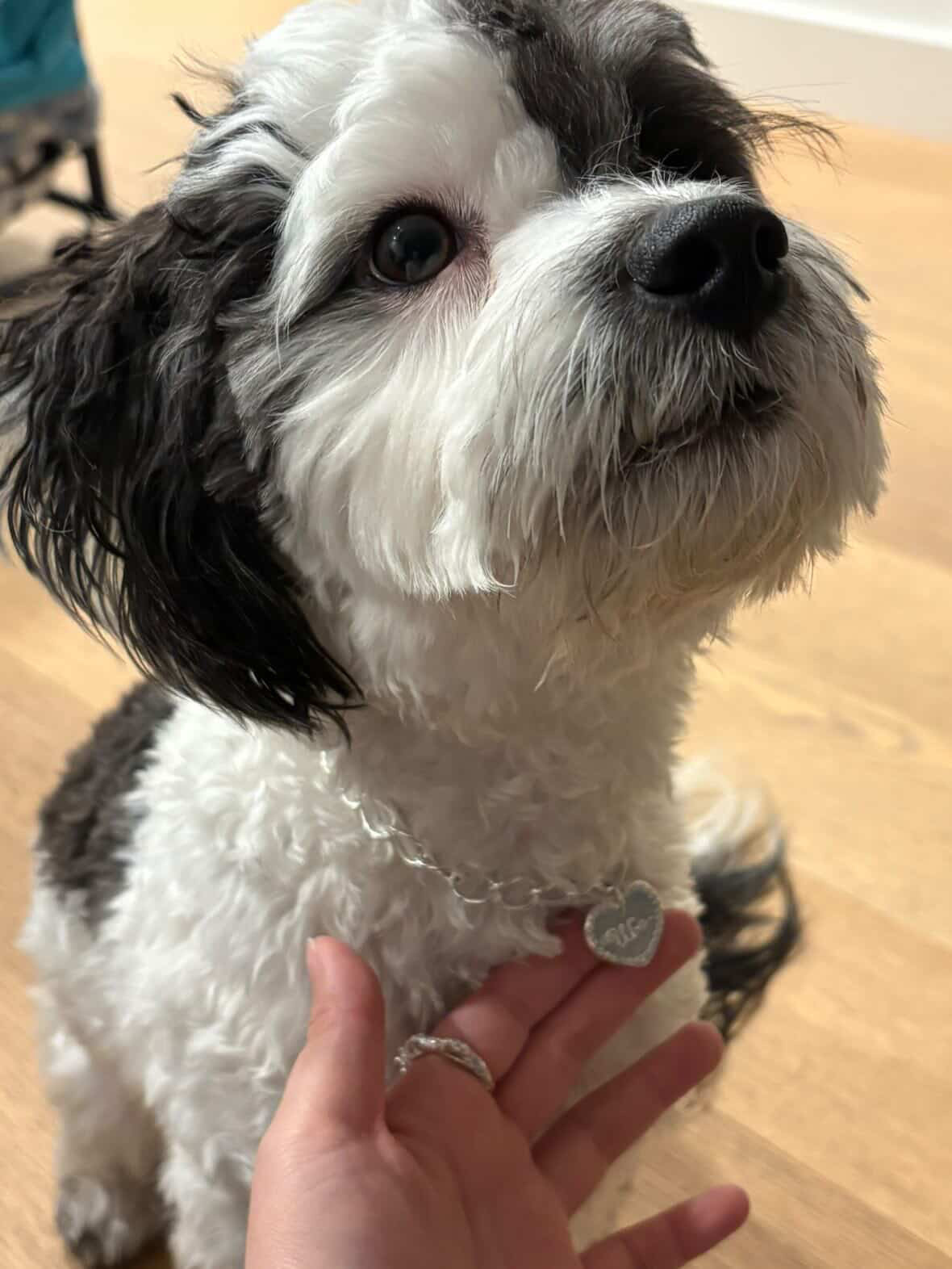 group workshop: pet tag making