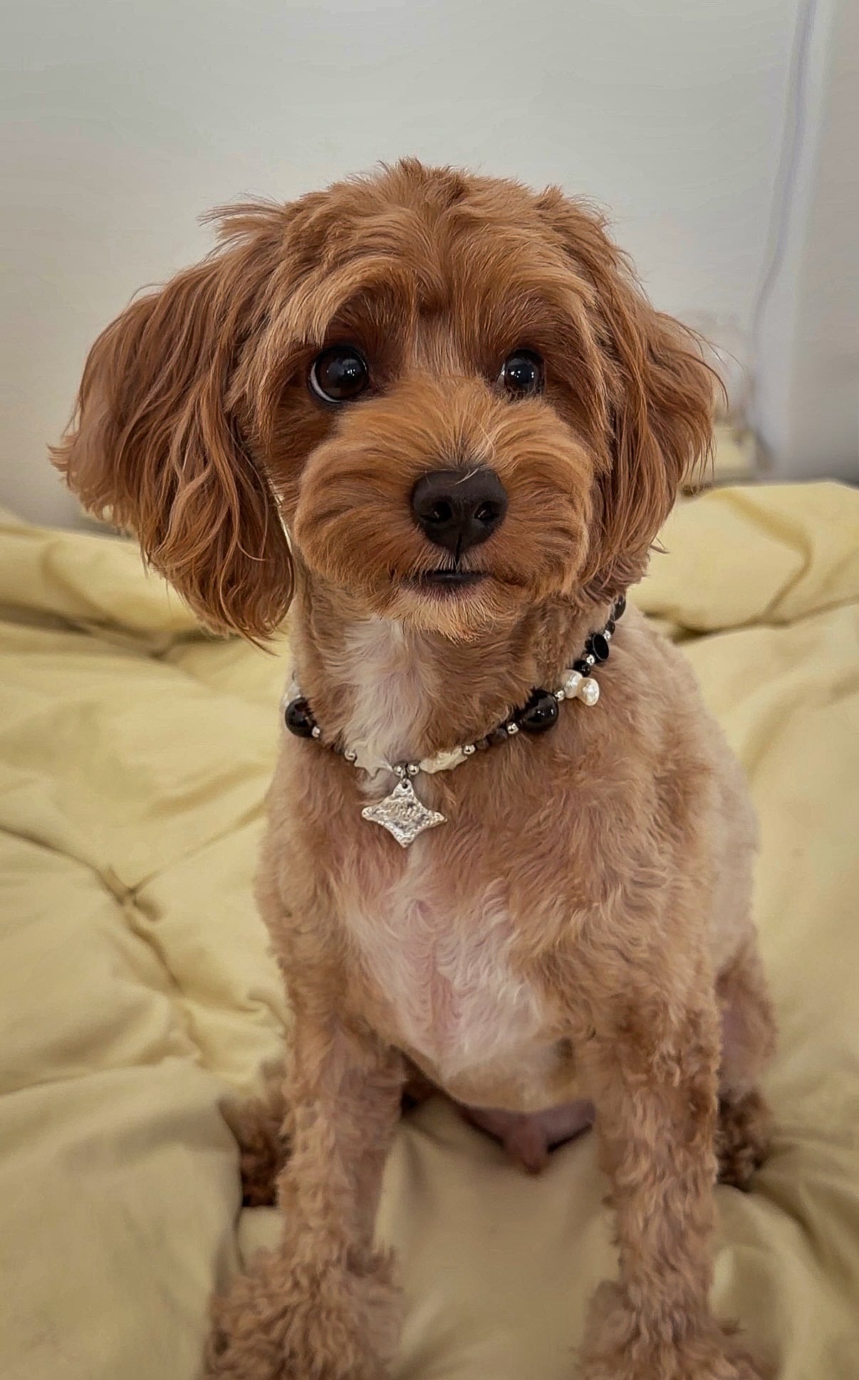 Brown dog with a beaded collar sitting on a yellow blanket